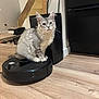 Snowy a rejoint le concours — aidez-le/la à gagner de superbes lots ! cat, tabby_cat, robot_vacuum, wooden_floor, indoor, furniture, modern, pet, animal, curious, sitting, floor, technology, black, gray, fluffy, whiskers, ears, home, domestic