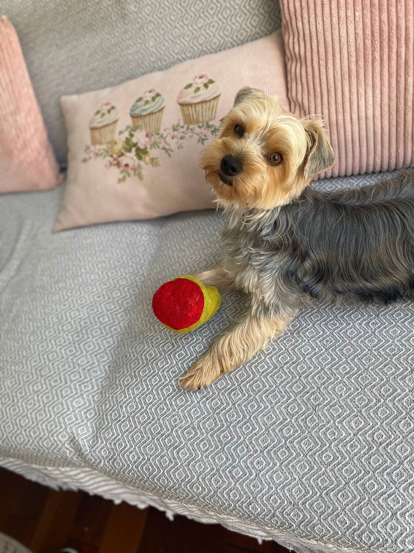 Tiloup participe au concours pour gagner de l'argent avec cette photo : animal, applique, bed, bedroom, canine, couch, cushion, dog, dogbed, furniture, homedecor, indoors, interiordesign, linen, pattern, pet, pillow, puppy, room, terrier