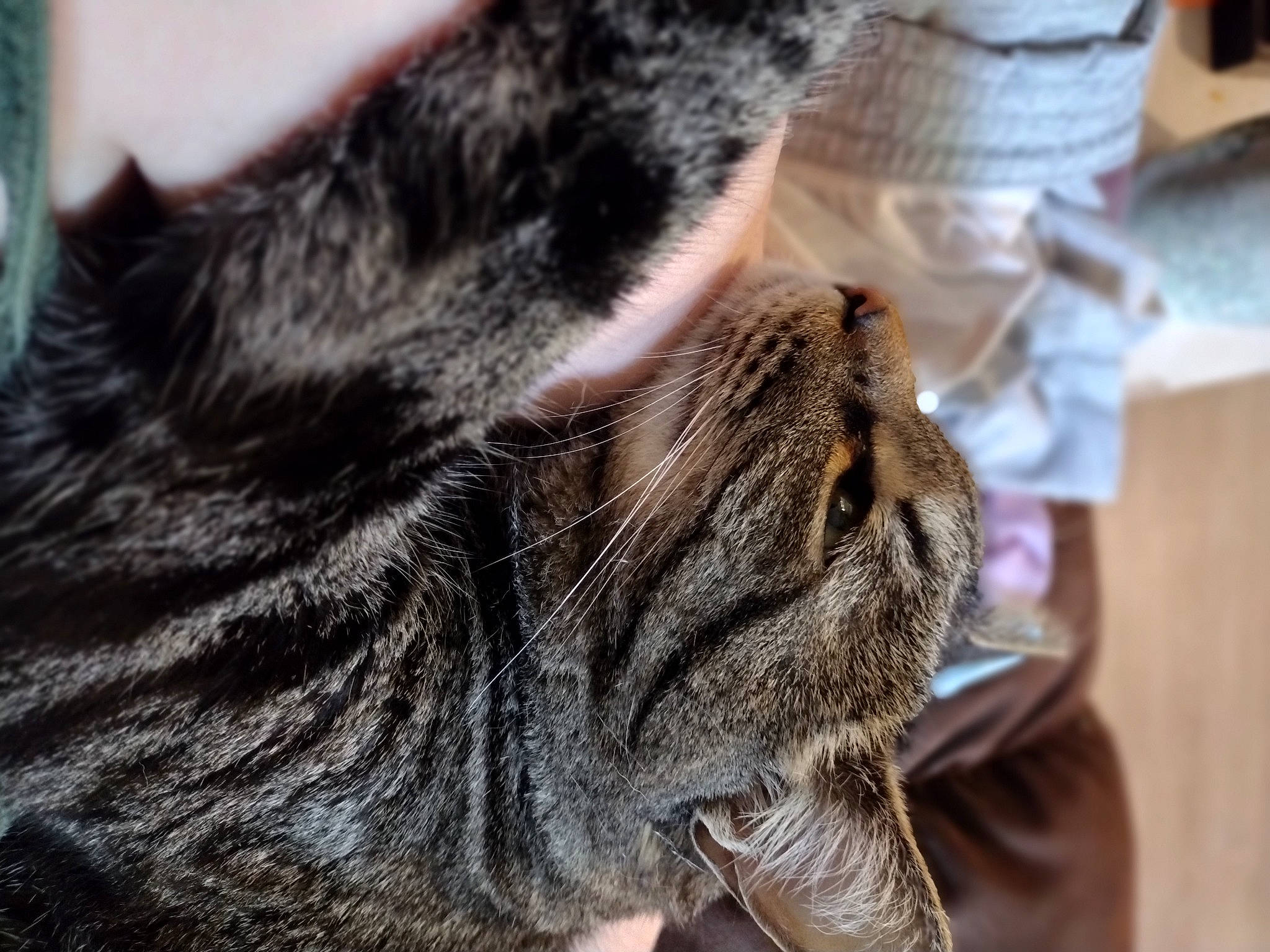 Maxwell is registered to the contest to win money with this photo: carnivore, cat, claw, comfort, domestic_short_haired_cat, ear, felidae, fur, nap, paw, sleep, small_to_medium_sized_cats, snout, tree, whiskers, wildlife