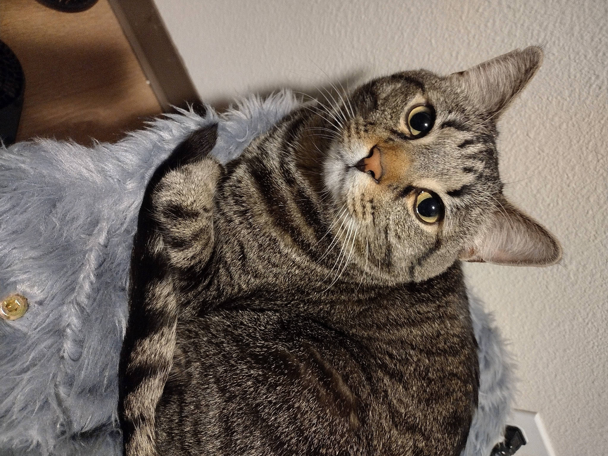 Maxwell is registered to the contest to win money with this photo: art, carnivore, cat, claw, comfort, domestic_short_haired_cat, eye, felidae, fur, grey, mechanical_fan, paw, small_to_medium_sized_cats, snout, tail, terrestrial_animal, whiskers, wildlife, window, wrinkle