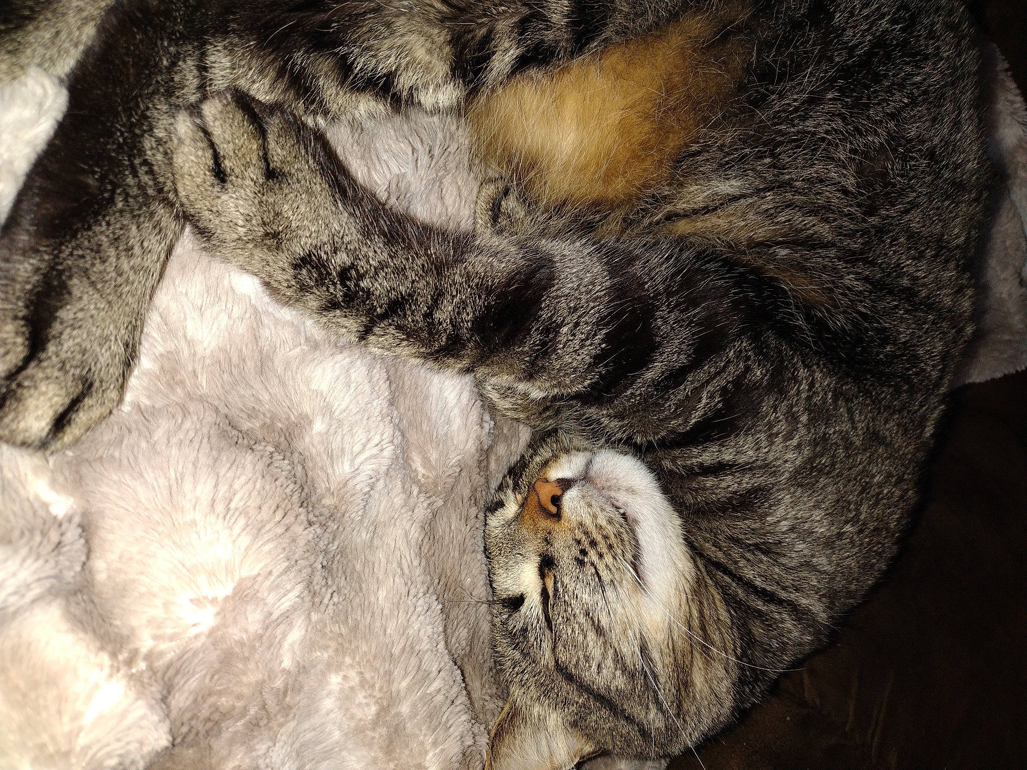 Maxwell joined the competition — help win amazing prizes! canidae, carnivore, cat, claw, domestic_short_haired_cat, eye, fawn, felidae, fur, grey, macro_photography, paw, plant, small_to_medium_sized_cats, snout, sporting_group, tail, terrestrial_animal, whiskers, wildlife