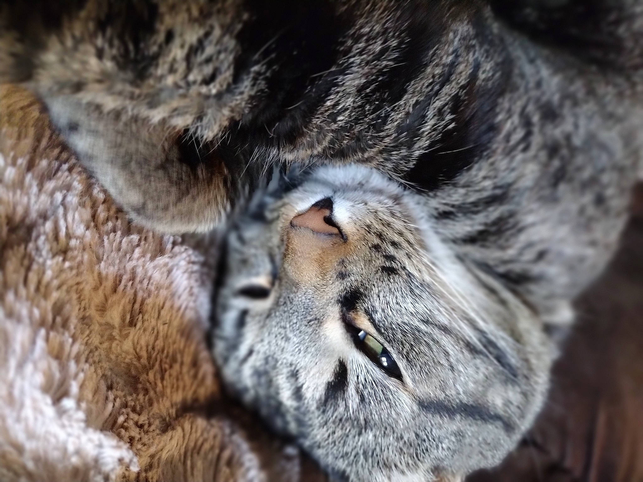 Maxwell joined the competition — help win amazing prizes! carnivore, cat, claw, close_up, domestic_short_haired_cat, ear, eye, felidae, fur, head, paw, small_to_medium_sized_cats, snout, terrestrial_animal, tree, whiskers, wildlife, wrinkle