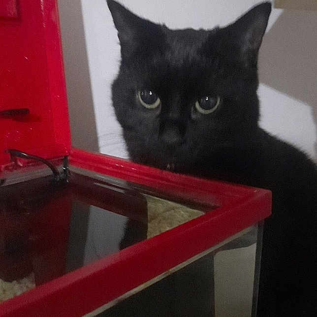Nala participe au concours pour gagner de l'argent avec cette photo : abyssinian, animal, blackcat, box, cabinet, cat, chair, computer, crate, drawer, electronics, furniture, kitten, laptop, manx, pc, pet, plant, pottedplant