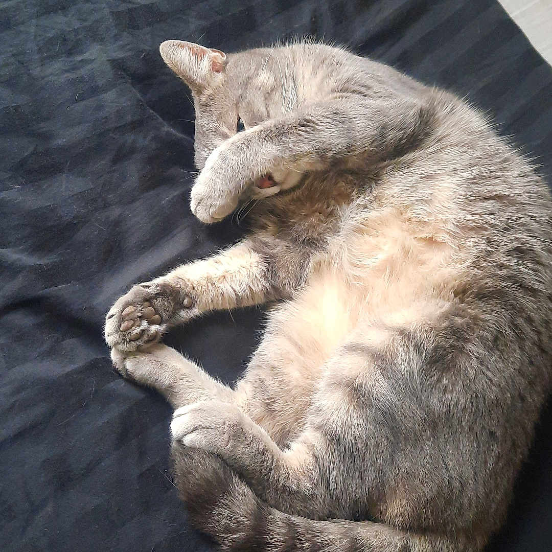 Leezy a rejoint le concours — aidez-le/la à gagner de superbes lots ! animal, bed, blanket, cat, cozy, curled_up, cute, feline, fur, gray_cat, indoor, nap, paw, pet, relaxed, resting, sleeping, soft, striped, whiskers