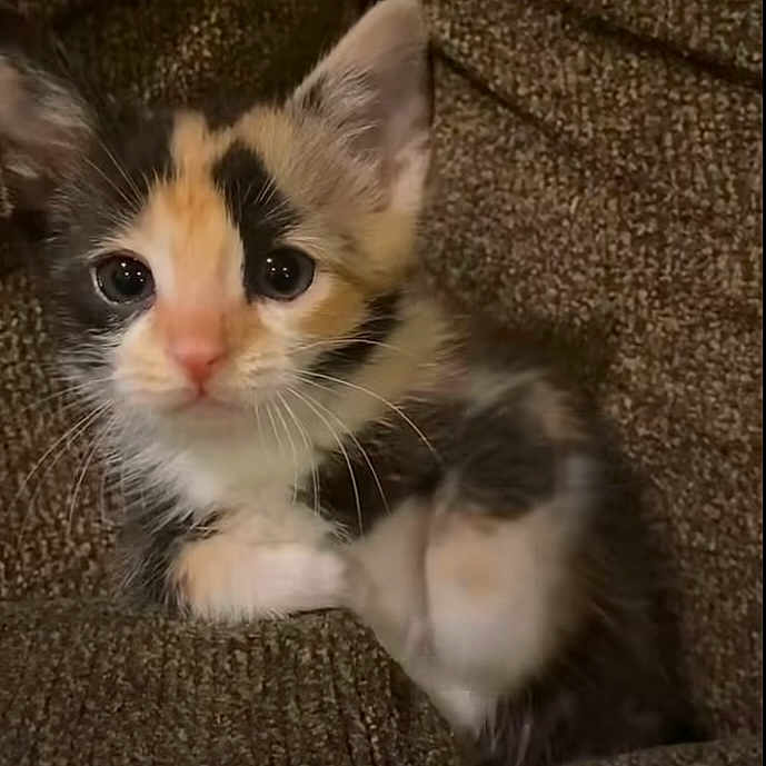 Peanut is registered to the contest to win money with this photo: kitten, calico, cat, animal, pet, cute, fur, whiskers, ears, eyes, couch, texture, brown, cozy, indoor, small, resting, young, adorable, feline