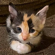Peanut is registered to the contest to win money with this photo: kitten, calico, cat, pet, animal, cute, feline, young, small, fur, whiskers, ears, eyes, couch, indoor, resting, closeup, adorable, curious, soft