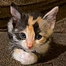 kitten, calico, cat, pet, animal, cute, feline, young, small, fur, whiskers, ears, eyes, couch, indoor, resting, closeup, adorable, curious, soft