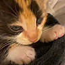 Peanut is registered to the contest to win money with this photo: kitten, calico, cat, close_up, paws, sleepy, cozy, blanket, fur, pet, animal, cute, soft, indoor, young, whiskers, face, resting, small, comfort