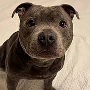 Spike joined the competition — help win amazing prizes! dog, puppy, gray_dog, bed, white_bedspread, indoor, pet, cute, young_dog, looking_up, animal, canine, fur, ears, eyes, nose, whiskers, adorable, companion, portrait