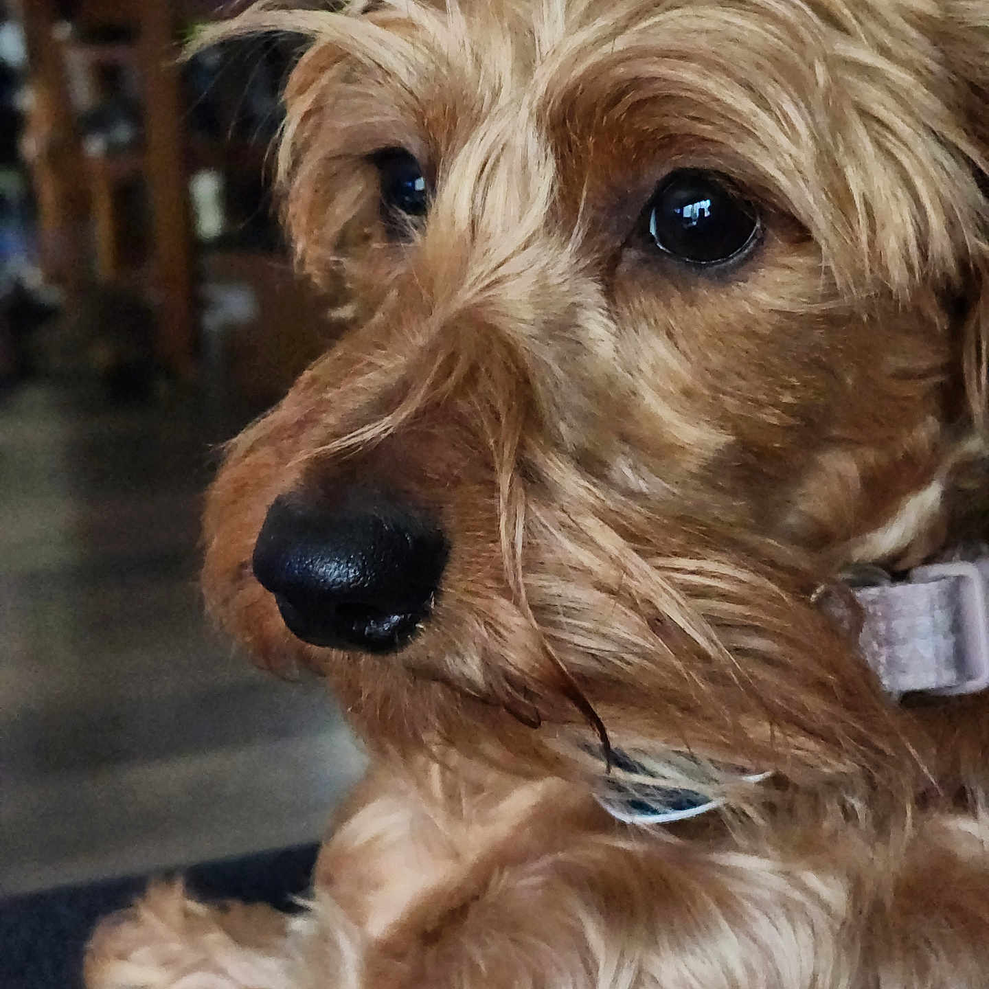 Rosie