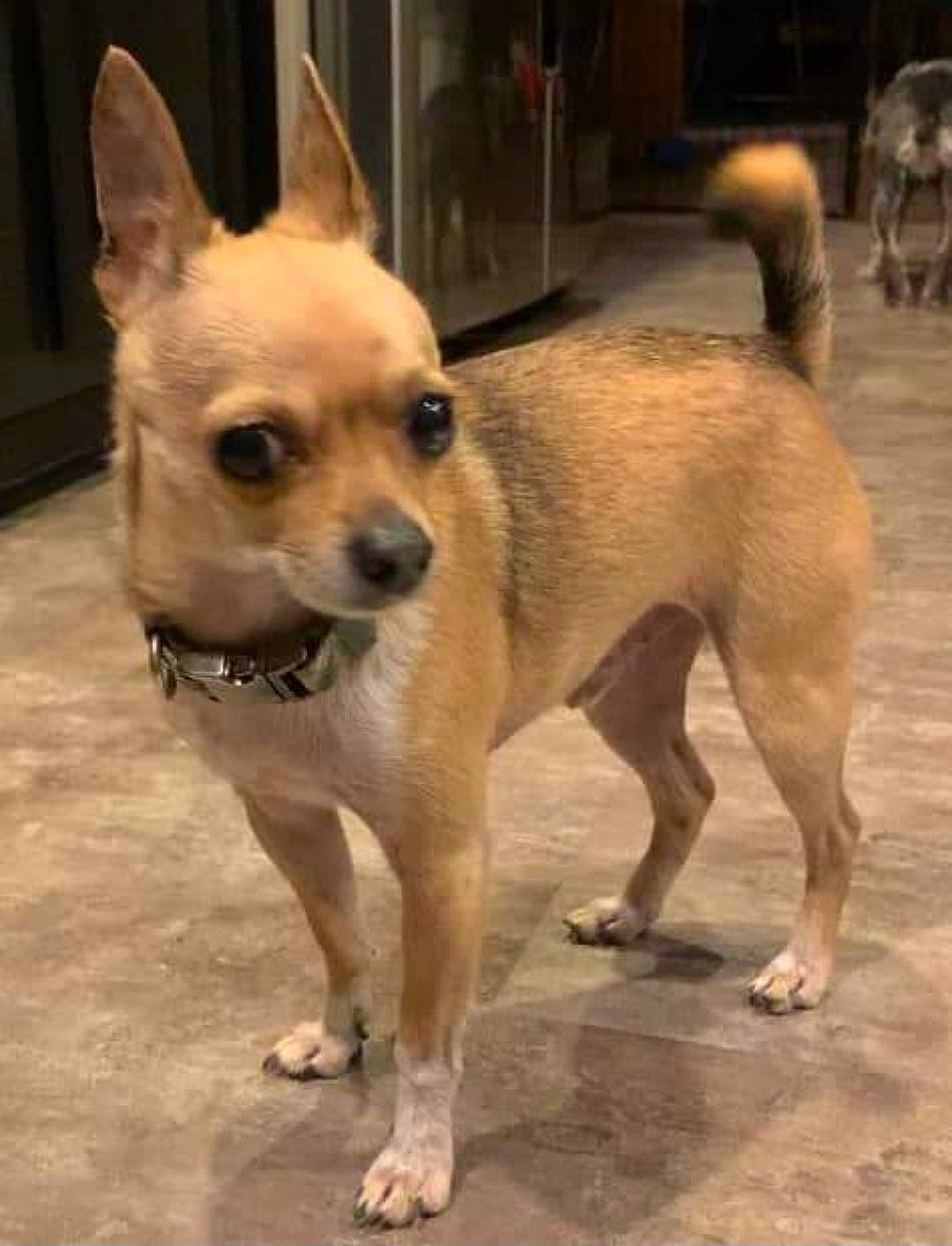 Jerry is registered to the contest to win money with this photo: ancient_dog_breeds, canidae, carnivore, collar, companion_dog, dog, dog_breed, dog_collar, dog_supply, door, fawn, fur, non_sporting_group, snout, sporting_group, tail, terrestrial_animal, toy_dog, whiskers, working_animal