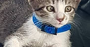 Yamato a rejoint le concours — aidez-le/la à gagner de superbes lots ! adorable, alert, animal, blue_collar, cat, closeup, cute, domestic_animal, feline, fur, indoor, kitten, looking, pet, resting, small, tabby, whiskers, white_paws, young