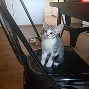 Yamato participe au concours pour gagner de l'argent avec cette photo : animal, black_chair, cat, chair, curious, cute, domestic, ears, eyes, feline, floor, fur, household, indoor, kitten, pet, sitting, whiskers, wooden_floor, young