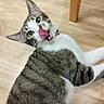 animal, cat, closeup, collar, curious, cute, domestic_animal, ears_up, fur, green_eyes, indoor, licking, lying_down, mammal, pet, playful, tabby, tongue_out, whiskers, wooden_floor