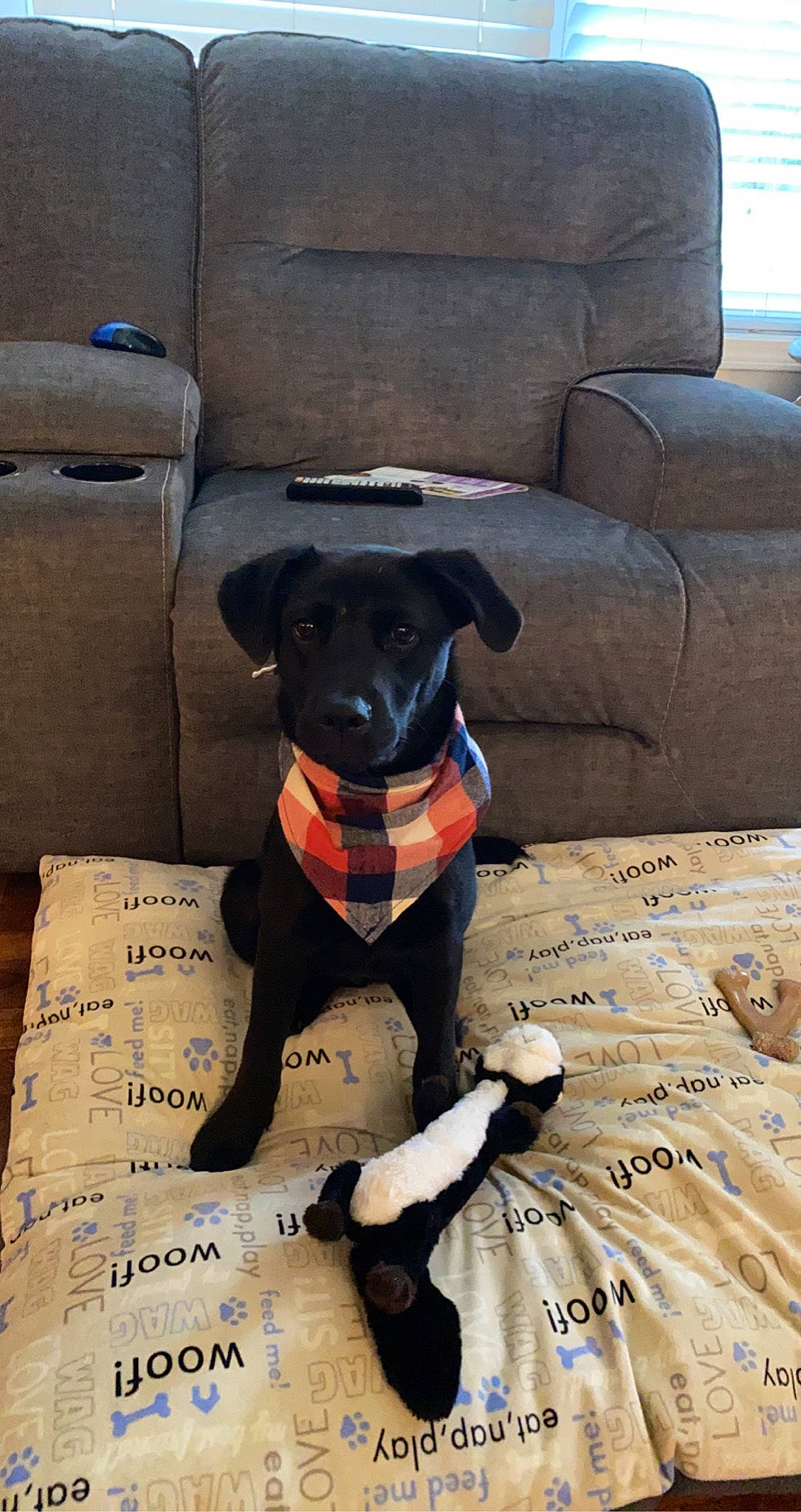 Ozzy is registered to the contest to win money with this photo: canidae, carnivore, companion_dog, dog, dog_breed, linens, patterdale_terrier, puppy, rare_breed_dog, snout, sporting_group