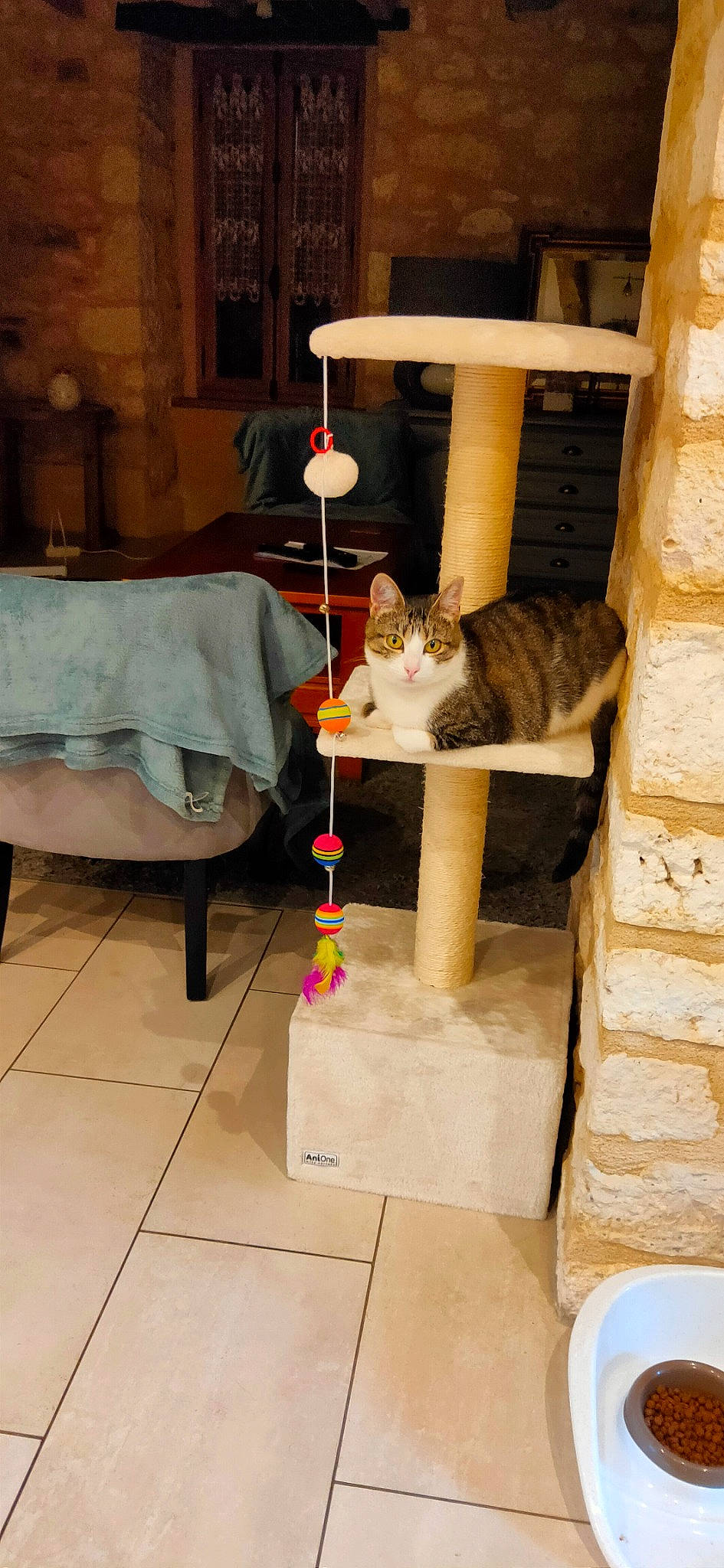 Salsa a rejoint le concours — aidez-le/la à gagner de superbes lots ! box, cardboard, carnivore, carton, cat, cat_supply, domestic_short_haired_cat, felidae, flooring, fur, hardwood, lamp, pet_supply, room, shelving, shipping_box, small_to_medium_sized_cats, tail, whiskers, wood