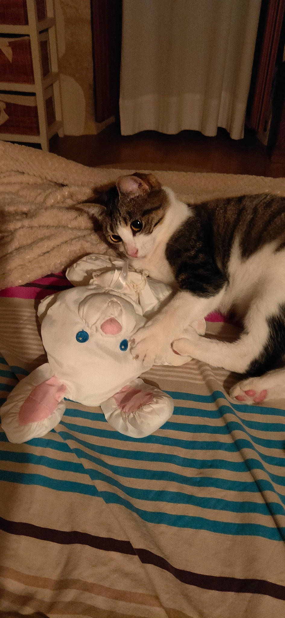 Salsa participe au concours pour gagner de l'argent avec cette photo : carmine, carnivore, cat, claw, comfort, domestic_short_haired_cat, felidae, fur, hardwood, lap, linens, paw, pet_supply, room, small_to_medium_sized_cats, stuffed_toy, tail, whiskers, wood