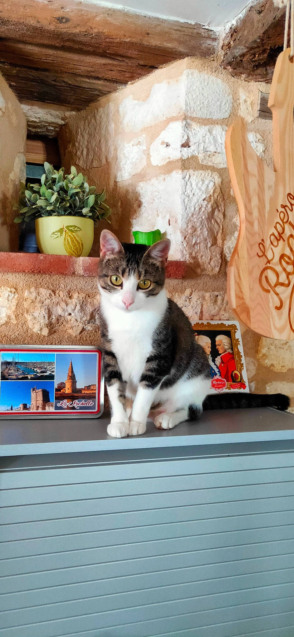 Salsa a rejoint le concours — aidez-le/la à gagner de superbes lots ! carnivore, cat, comfort, domestic_short_haired_cat, felidae, flowerpot, fur, home, houseplant, mammal, plant, rectangle, room, sitting, small_to_medium_sized_cats, tail, vertebrate, whiskers, window, wood