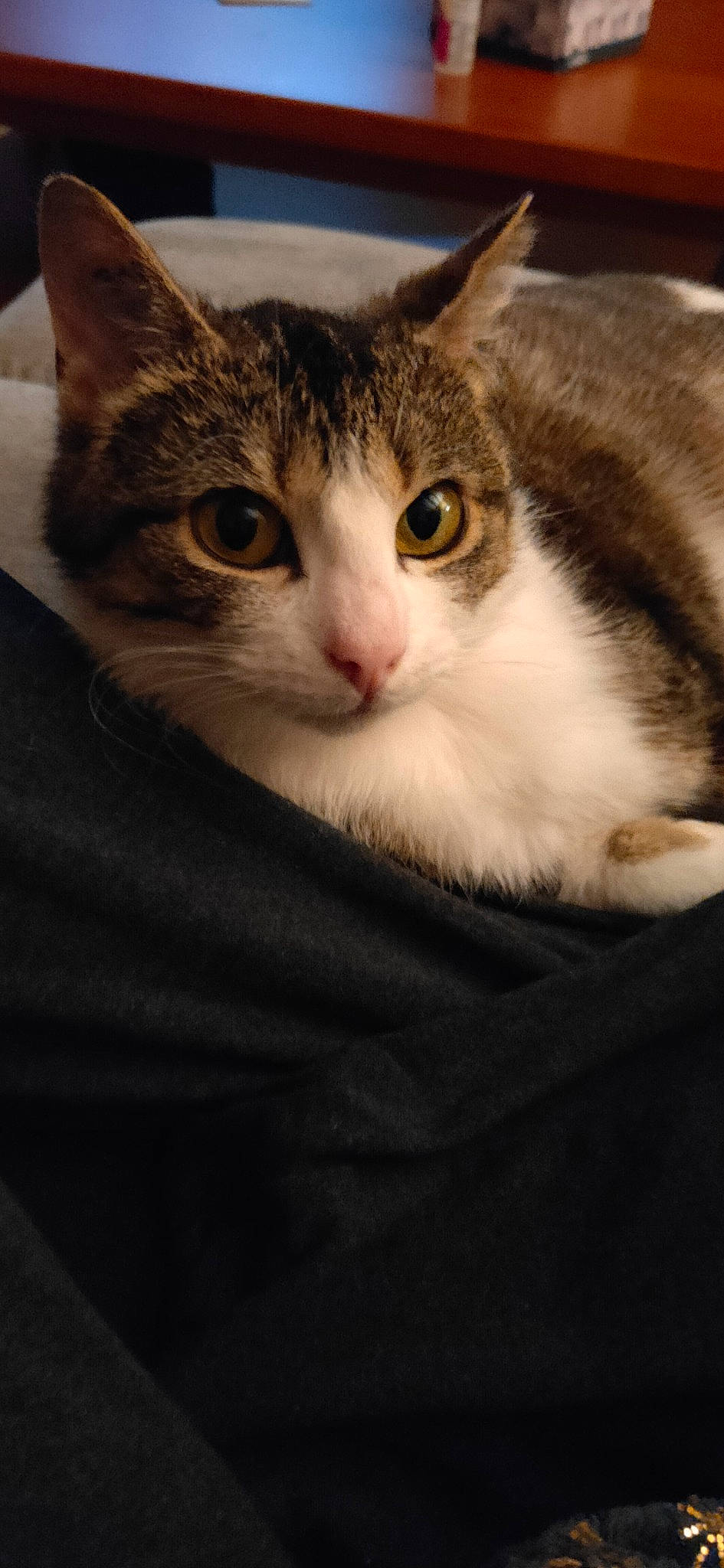 Salsa a rejoint le concours — aidez-le/la à gagner de superbes lots ! carnivore, cat, comfort, darkness, domestic_short_haired_cat, ear, eye, felidae, fur, iris, small_to_medium_sized_cats, snout, terrestrial_animal, whiskers, wood