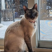 Fish Sticks is registered to the contest to win money with this photo: cat, siamese_cat, indoor, window, glass_door, rug, floor, blue_eyes, pet, animal, sitting, curious, collar, tag, natural_light, wood_floor, home, texture, door_frame, background