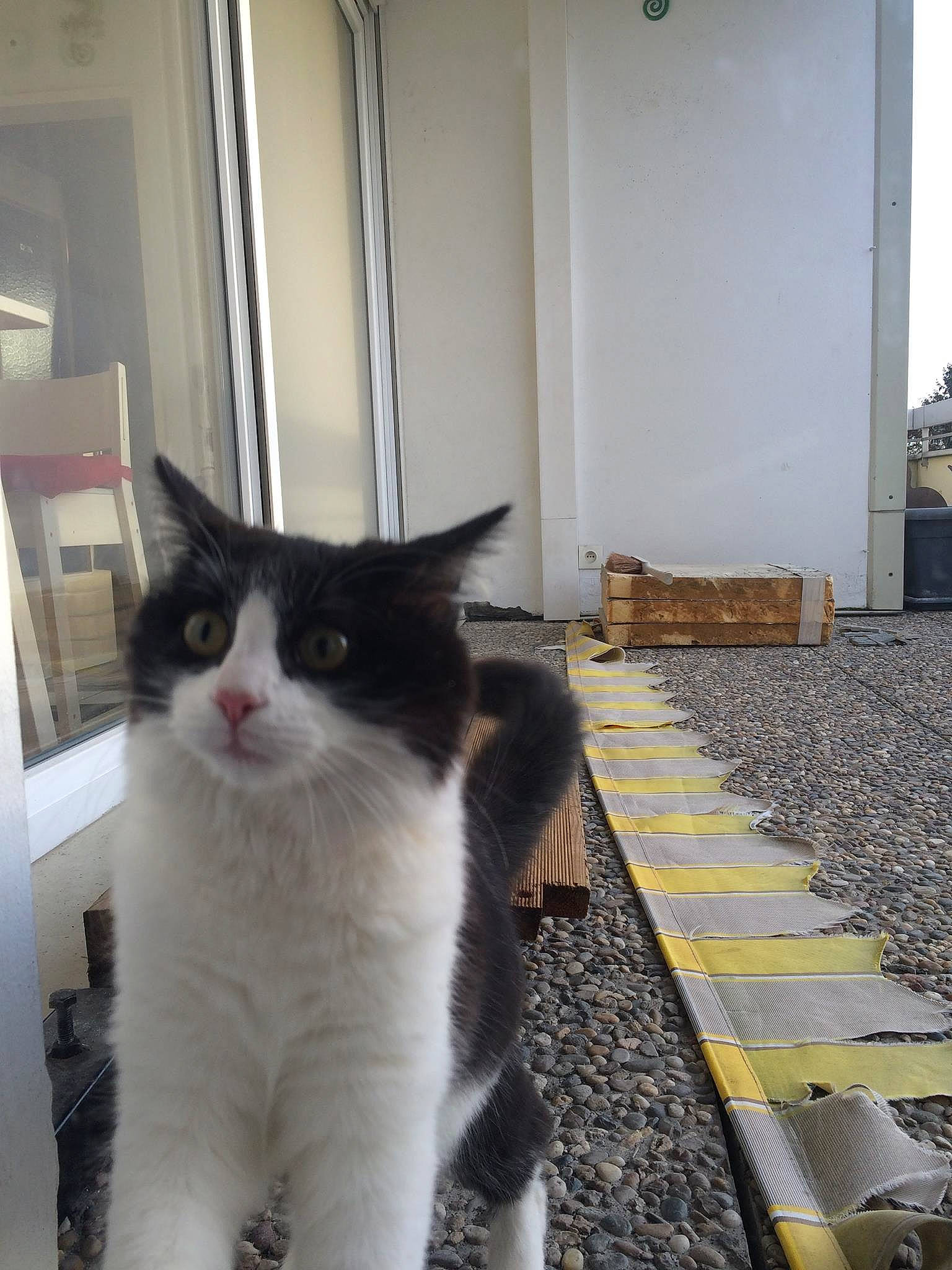 Poupy a rejoint le concours — aidez-le/la à gagner de superbes lots ! aegean_cat, black_and_white, carnivore, cat, domestic_short_haired_cat, european_shorthair, felidae, kitten, polydactyl_cat, small_to_medium_sized_cats, snout, tail, whiskers, window