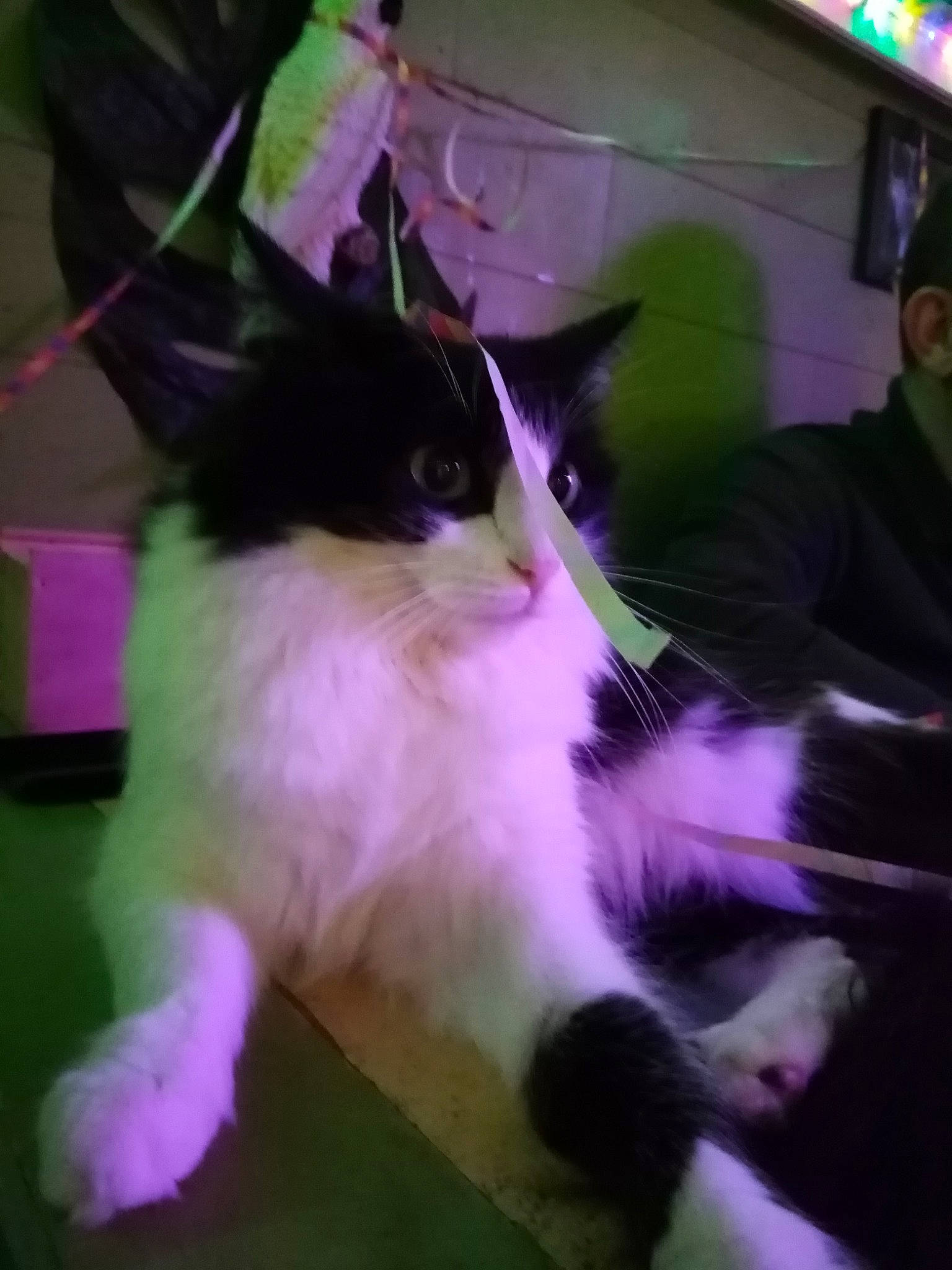 Poupy a rejoint le concours — aidez-le/la à gagner de superbes lots ! carnivore, cat, domestic_long_haired_cat, felidae, fur, kitten, norwegian_forest_cat, photo_caption, ragamuffin, small_to_medium_sized_cats, tail, whiskers