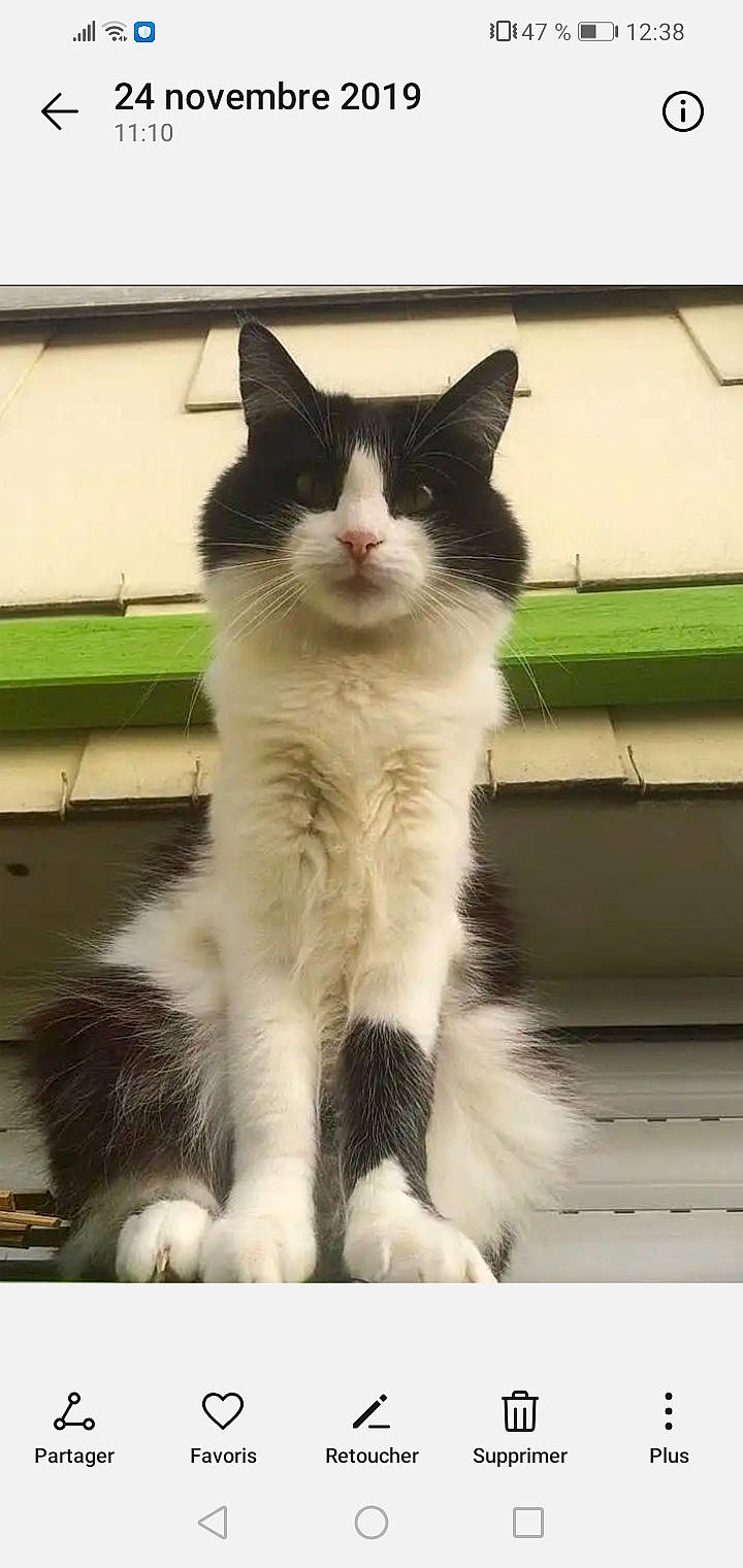 Poupy participe au concours pour gagner de l'argent avec cette photo : aegean_cat, black_and_white, carnivore, cat, domestic_long_haired_cat, domestic_short_haired_cat, felidae, kitten, maine_coon, mammal, norwegian_forest_cat, polydactyl_cat, ragamuffin, small_to_medium_sized_cats, snapshot, tail, whiskers, window