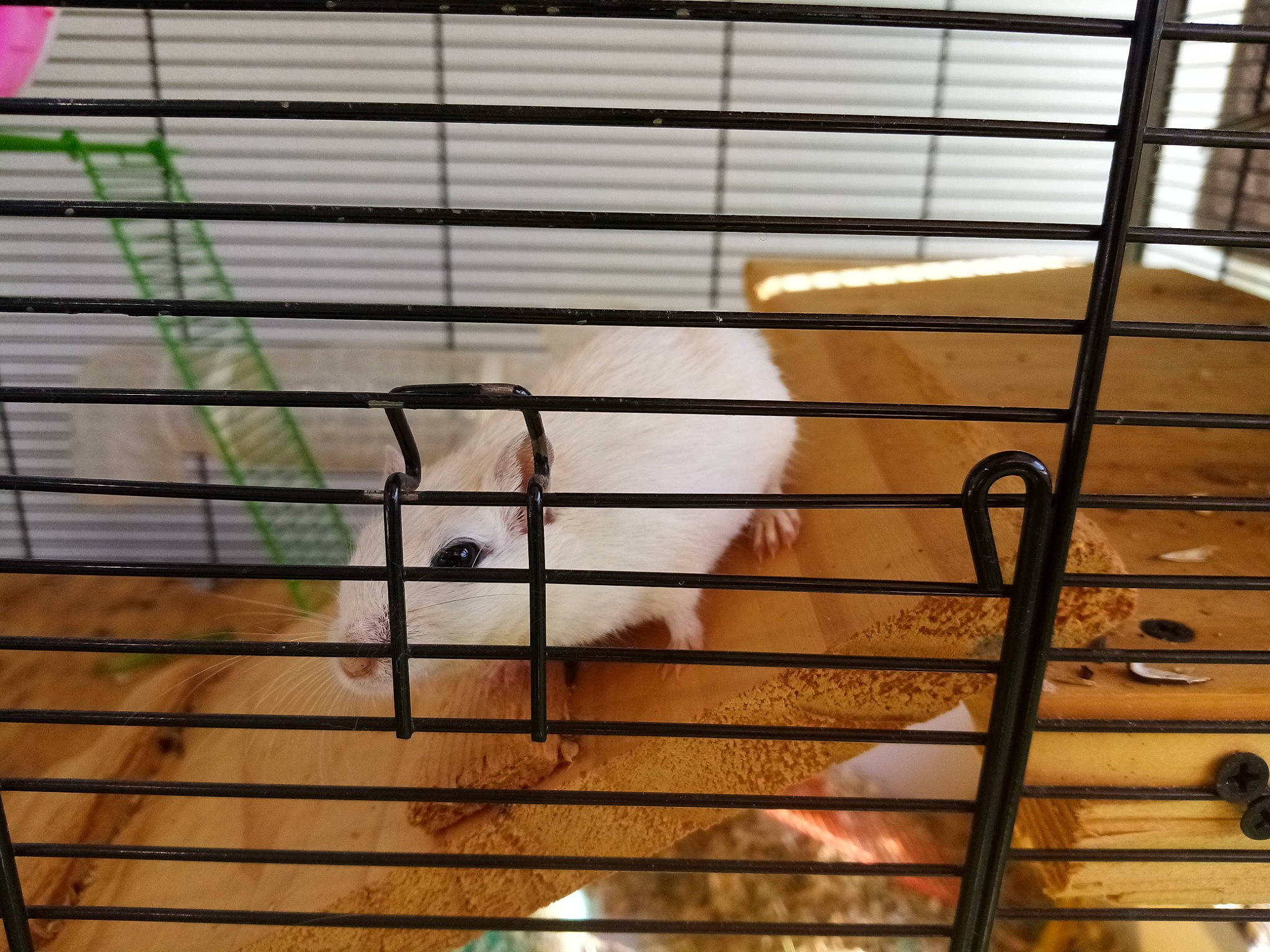 Fifille a rejoint le concours — aidez-le/la à gagner de superbes lots ! animal_shelter, cage, cat, degu, iron, metal, muridae, muroidea, rat, rodent