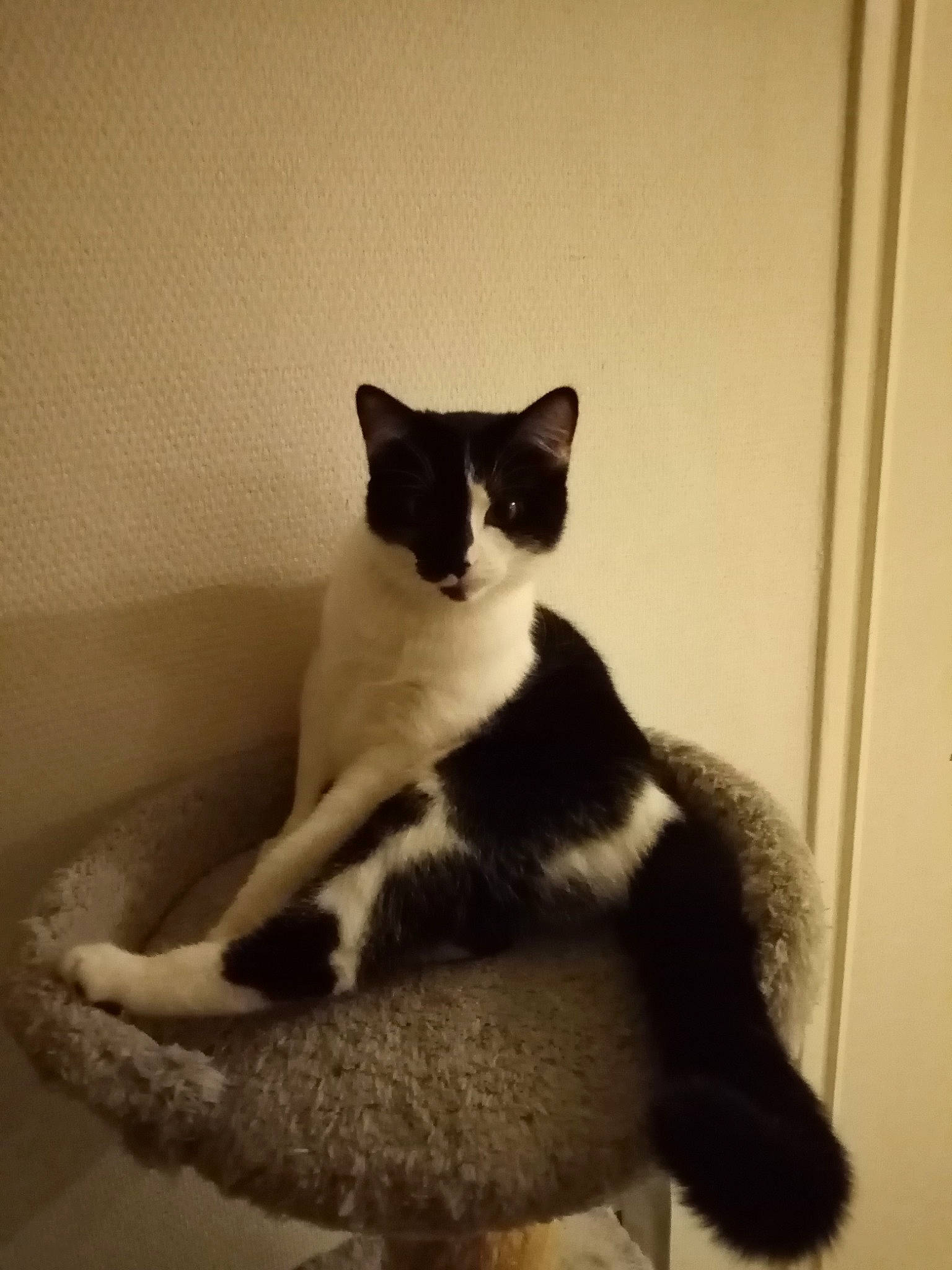 Grimily a rejoint le concours — aidez-le/la à gagner de superbes lots ! black_and_white, black_cat, carnivore, cat, domestic_short_haired_cat, felidae, fur, kitten, mammal, polydactyl_cat, small_to_medium_sized_cats, tail, whiskers