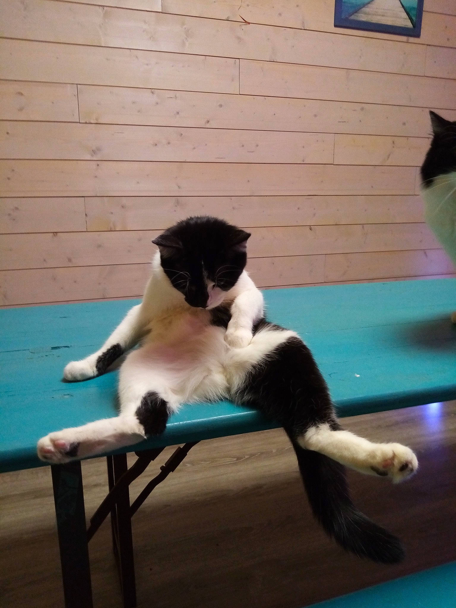 Grimily a rejoint le concours — aidez-le/la à gagner de superbes lots ! canidae, carnivore, cat, dog, dog_breed, landseer, leisure, sporting_group, stabyhoun, table, tail