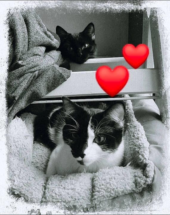 Grimily participe au concours pour gagner de l'argent avec cette photo : black_and_white, carnivore, cat, domestic_short_haired_cat, felidae, kitten, love, nap, paw, polydactyl_cat, sleep, small_to_medium_sized_cats, snout, style, whiskers, window