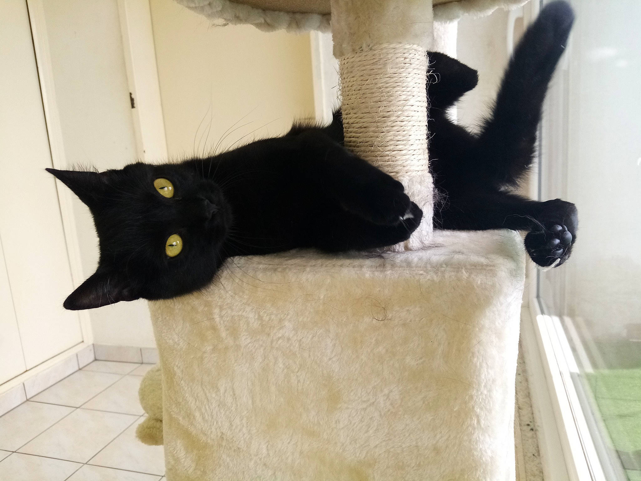 Panthère a rejoint le concours — aidez-le/la à gagner de superbes lots ! black_cat, carnivore, cat, domestic_short_haired_cat, felidae, fur, polydactyl_cat, small_to_medium_sized_cats, tail, whiskers