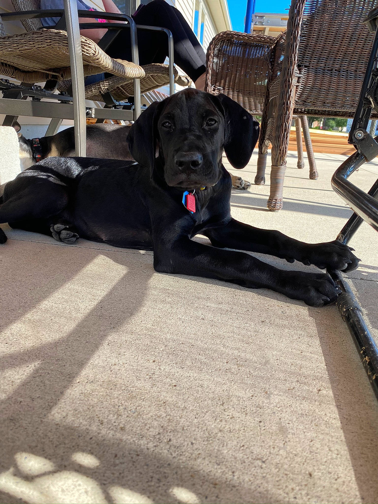 Loki is registered to the contest to win money with this photo: building, canidae, carnivore, collar, companion_dog, dog, dog_breed, dog_collar, fawn, flooring, guard_dog, leash, non_sporting_group, outdoor_furniture, shadow, sky, snout, sporting_group, tail, working_animal