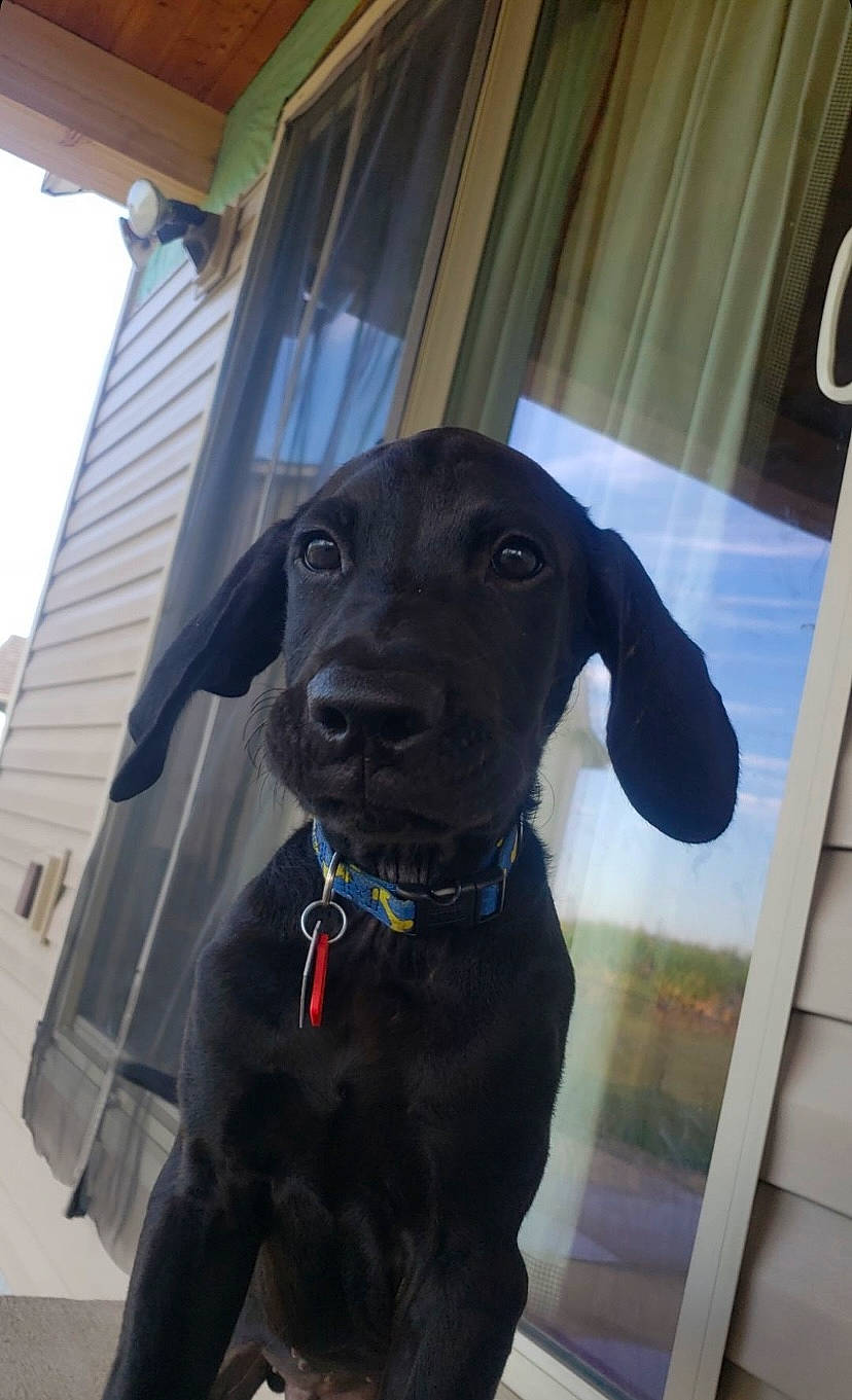 Loki is registered to the contest to win money with this photo: borador, carnivore, collar, companion_dog, dog, dog_breed, dog_collar, fawn, fur, gun_dog, liver, personal_protective_equipment, pet_supply, pointing_breed, retriever, snout, sporting_group, weimaraner, whiskers, working_animal