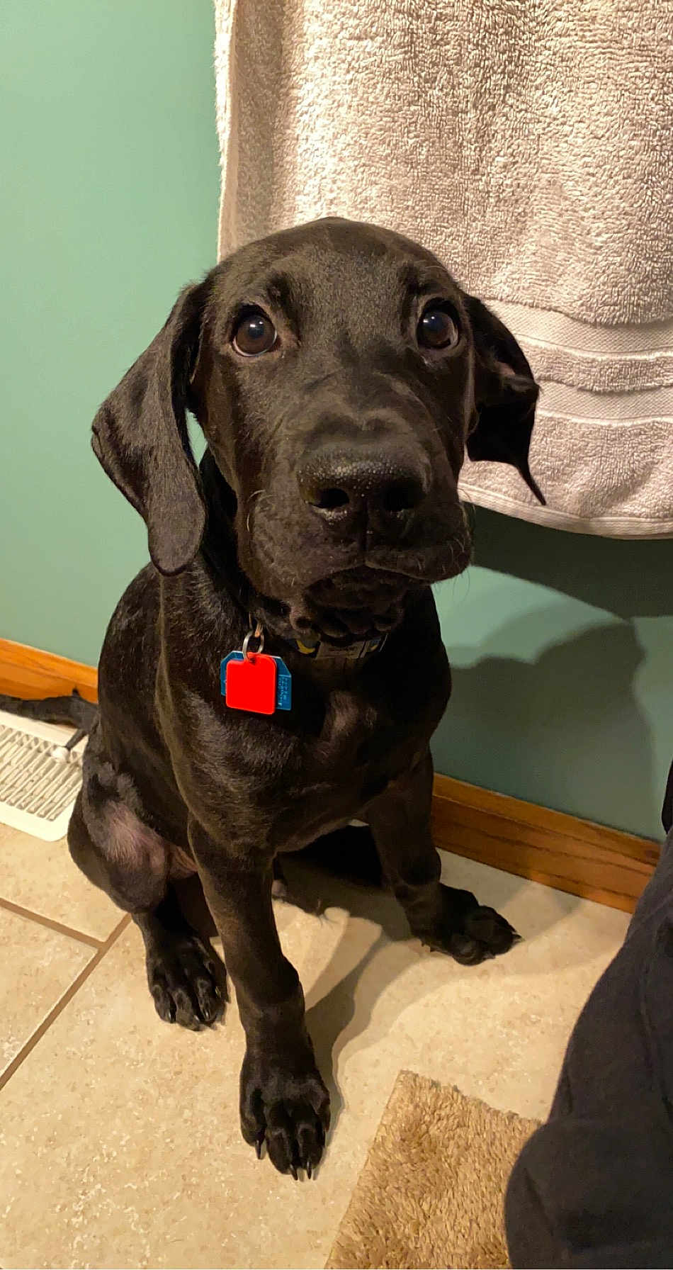Loki
