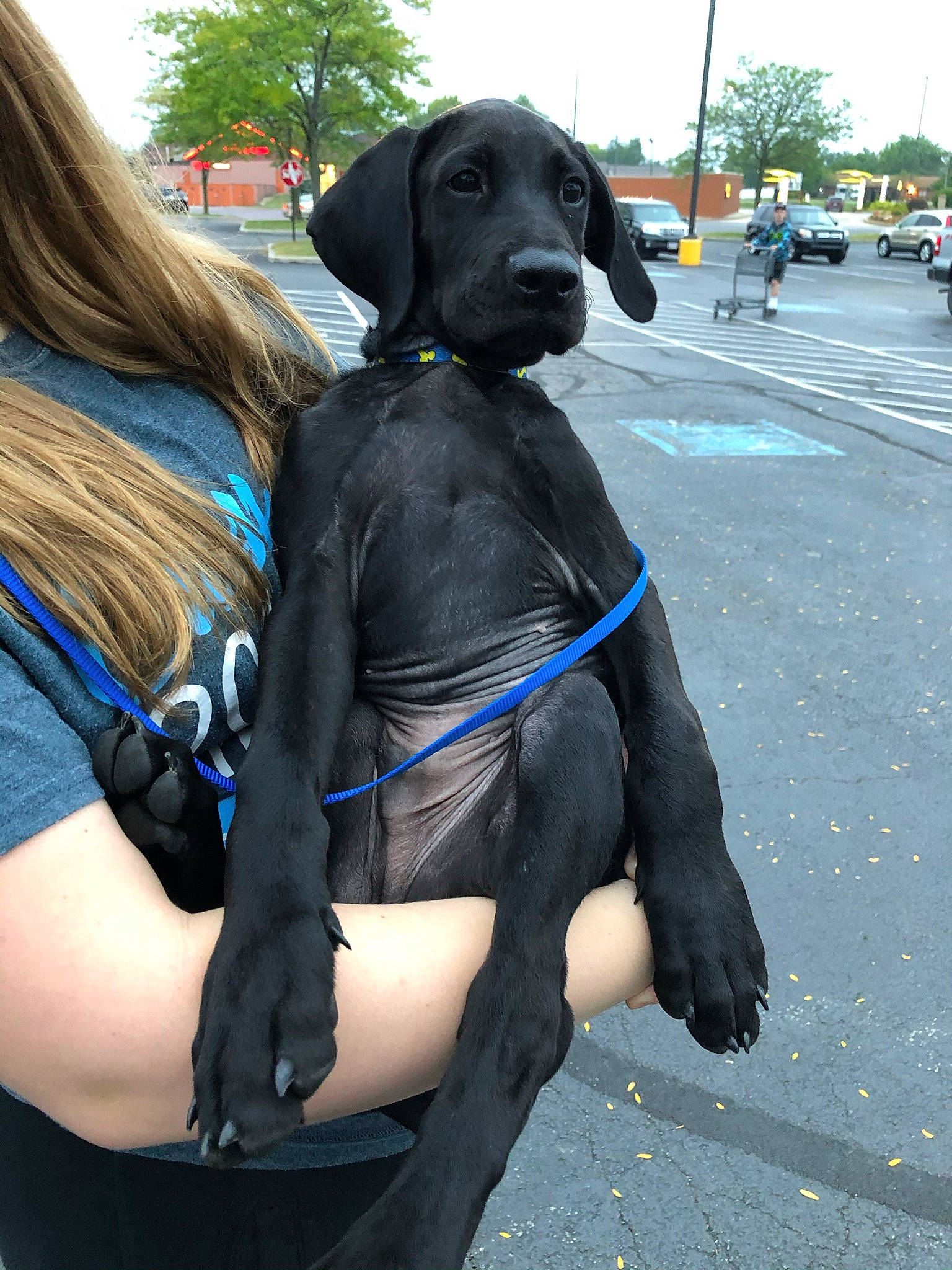 Loki is registered to the contest to win money with this photo: asphalt, canidae, carnivore, companion_dog, dog, dog_breed, dog_collar, electric_blue, fur, human_leg, leash, personal_protective_equipment, road_surface, sky, snout, sporting_group, street_fashion, walking, wheel, working_animal