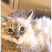Daisy is registered to the contest to win money with this photo: cat, fluffy, pet, animal, indoor, relaxed, bed, feline, cozy, closeup, cute, whiskers, ears, fur, resting, home, domestic, comfort, looking, soft