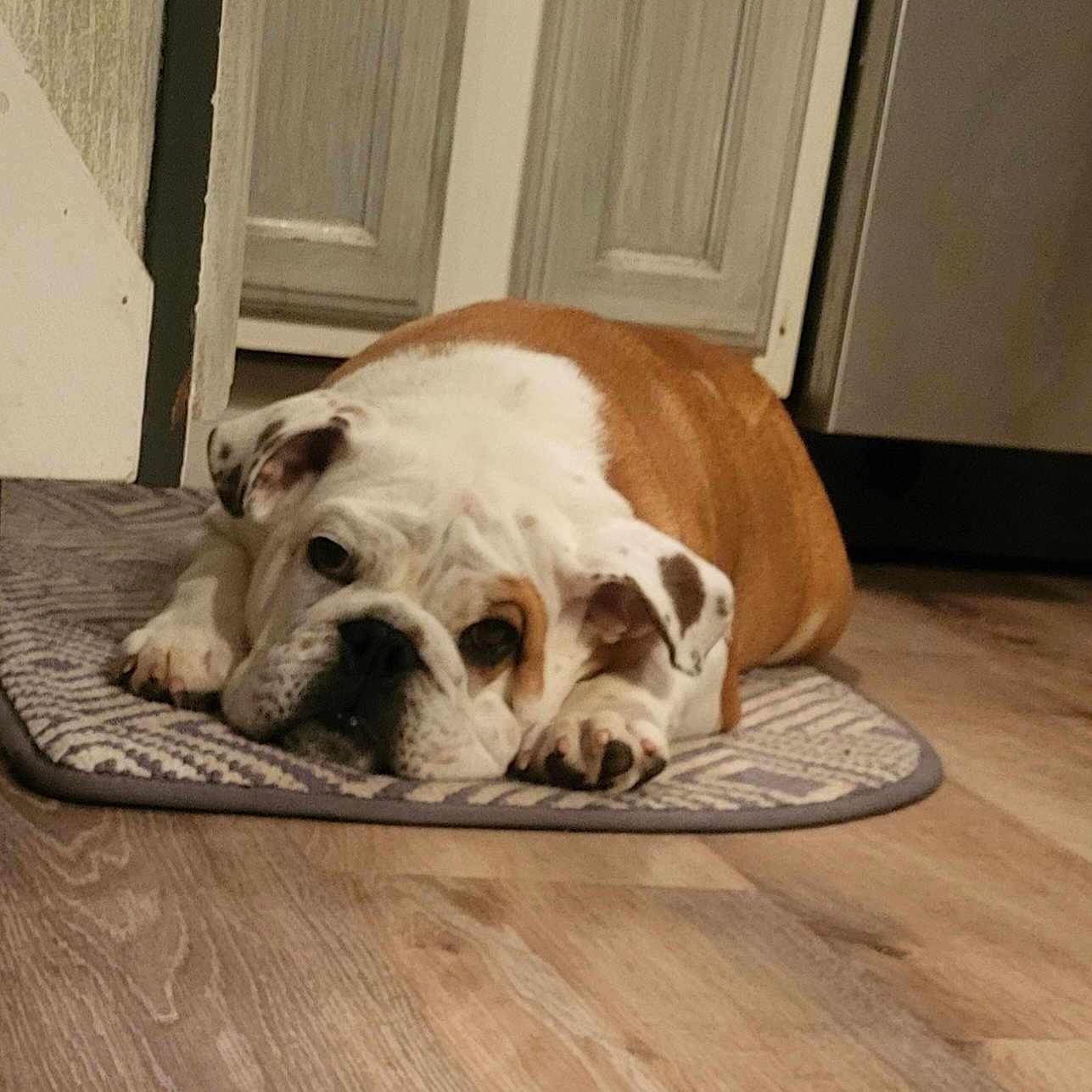 Louie joined the competition — help win amazing prizes! animal, brown, bulldog, cabinet, cute, dog, domestic, ears, face, floor, home, indoor, lying_down, mammal, mat, paws, pet, resting, white, wooden_floor