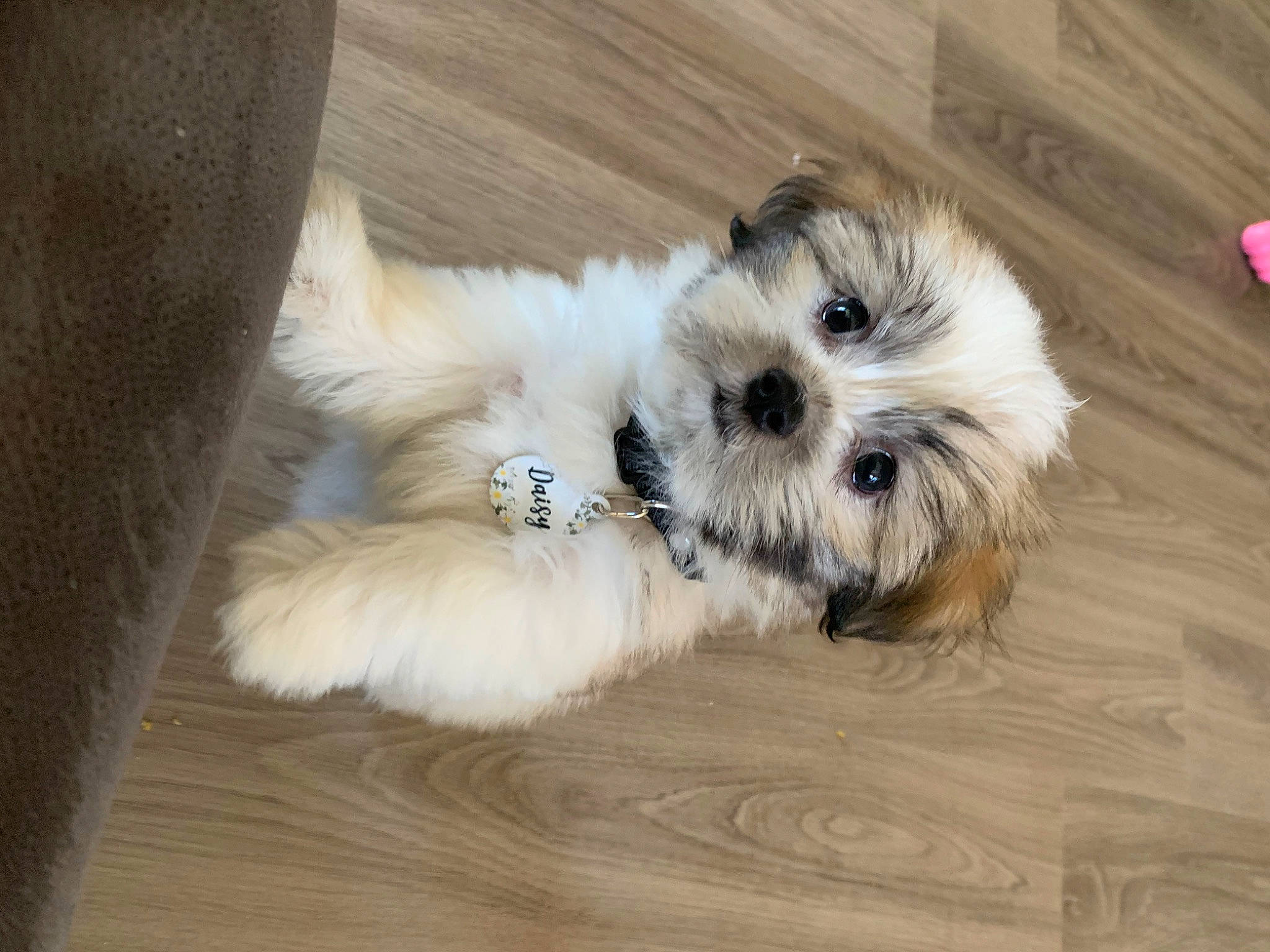 Daisy Mae joined the competition — help win amazing prizes! canidae, carnivore, chinese_imperial_dog, companion_dog, dog, dog_breed, havanese, kyi_leo, lhasa_apso, lowchen, mal_shi, maltepoo, mammal, morkie, puppy, schnoodle, shih_tzu, snout, tibetan_terrier, vertebrate