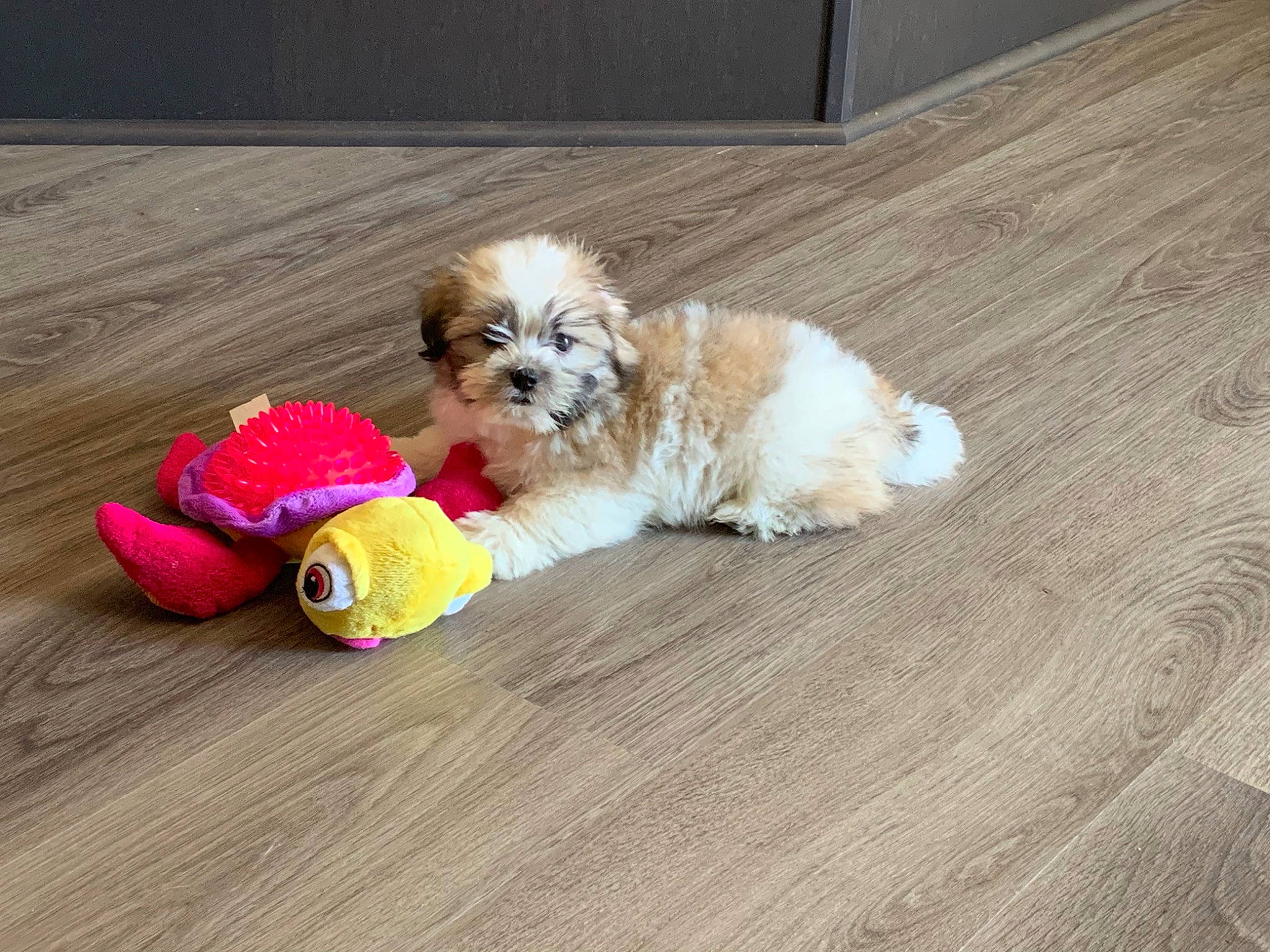 Daisy Mae joined the competition — help win amazing prizes! bolonka, canidae, carnivore, cavachon, chinese_imperial_dog, companion_dog, dog, dog_breed, havanese, lhasa_apso, mal_shi, maltepoo, mammal, morkie, pekapoo, poodle_crossbreed, puppy, schnoodle, shih_poo, shih_tzu