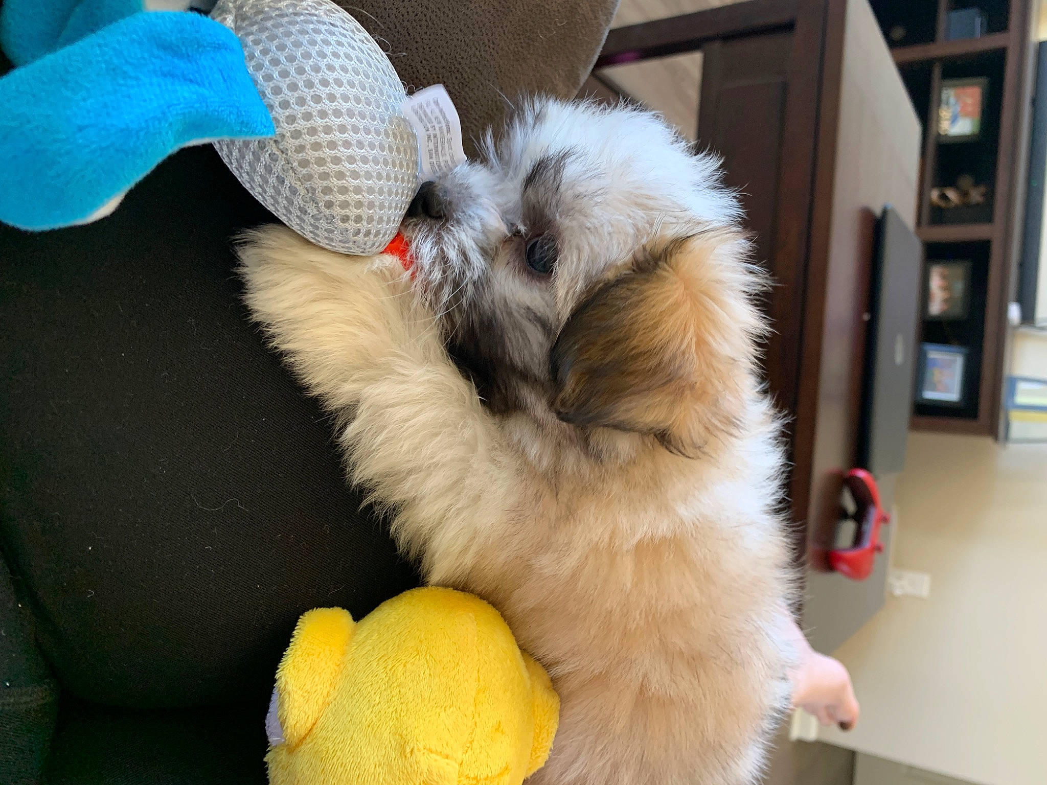 Daisy Mae joined the competition — help win amazing prizes! canidae, carnivore, chinese_imperial_dog, companion_dog, dog, dog_breed, fawn, fur, havanese, lhasa_apso, non_sporting_group, pekingese, puppy, shih_tzu, tibetan_spaniel, toy_dog, vertebrate
