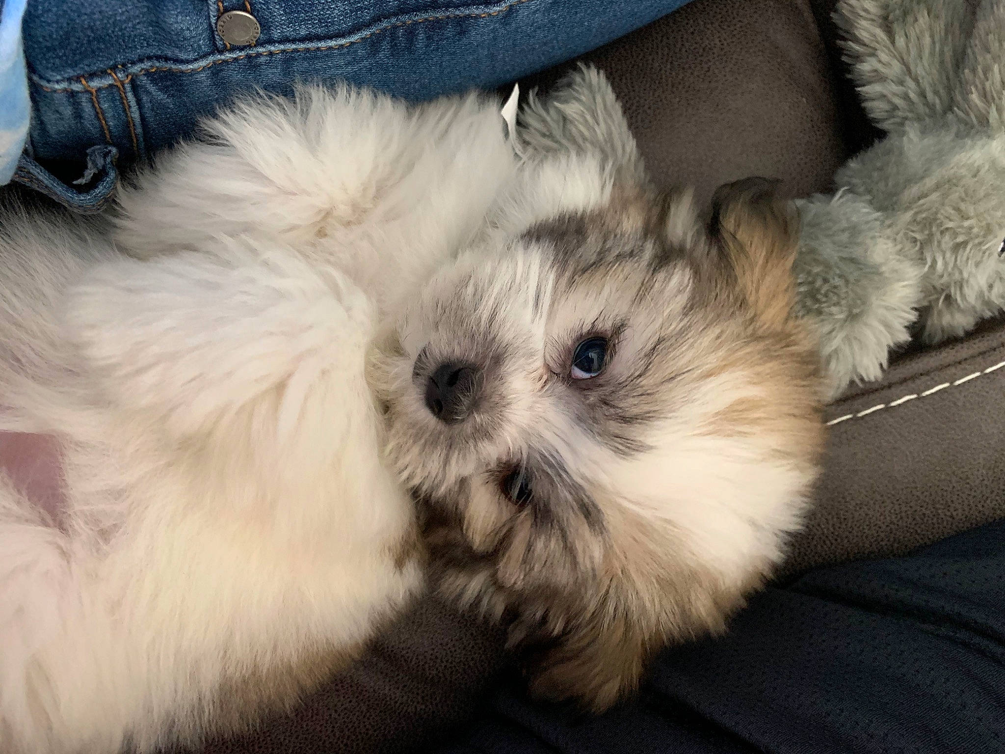 Daisy Mae is registered to the contest to win money with this photo: canidae, carnivore, chinese_imperial_dog, companion_dog, coton_de_tulear, dog, dog_breed, havanese, kyi_leo, lhasa_apso, mal_shi, maltepoo, maltese, mammal, morkie, puppy, puppy_love, schnoodle, shih_poo, shih_tzu