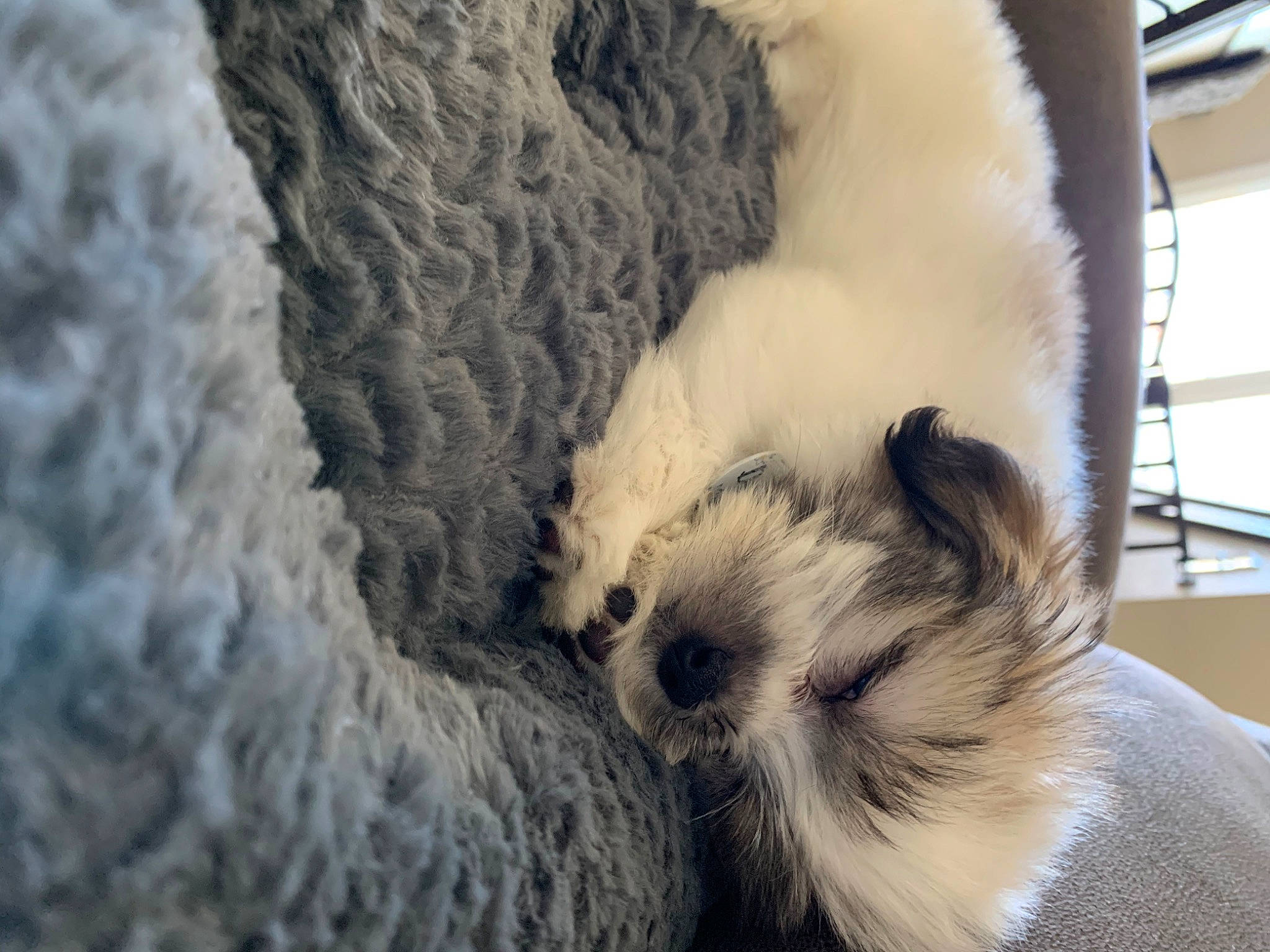 Daisy Mae joined the competition — help win amazing prizes! canidae, carnivore, cat, dog, dog_breed, ear, fur, puppy, snout, wool