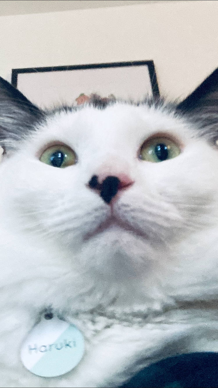 Haru joined the competition — help win amazing prizes! carnivore, cat, close_up, domestic_short_haired_cat, eye, felidae, fur, paw, small_to_medium_sized_cats, snout, whiskers