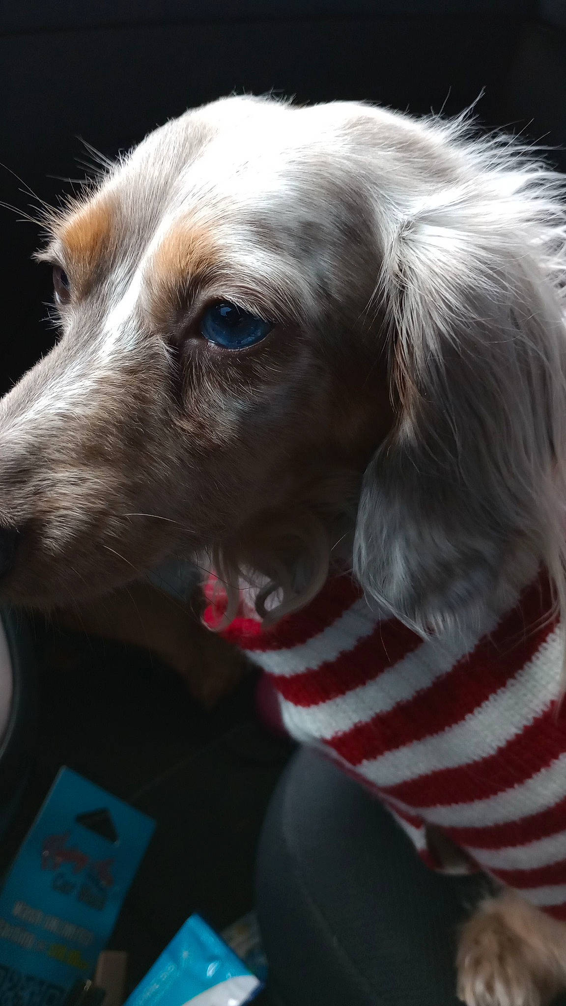 Lulu joined the competition — help win amazing prizes! canidae, carnivore, companion_dog, dog, dog_breed, event, fur, gun_dog, liver, snout, sporting_group, whiskers