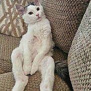 Michi joined the competition — help win amazing prizes! animal, cat, couch, cozy, cute, domestic_animal, ears, feline, fur, indoor, lounging, pattern, pet, pink_nose, relaxed, resting, seated, tail, texture, whiskers