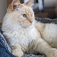 Samson joined the competition — help win amazing prizes! cat, blue_eyes, cream_fur, fluffy, pet_bed, indoor, relaxed, close_up, whiskers, ears, feline, animal, domestic_cat, soft_texture, cozy, resting, portrait, side_view, cute, calm