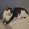 Patchy joined the competition — help win amazing prizes! animal, cat, closeup, curious, domestic_cat, ears, floor, fur, gray_wall, indoor, looking, paws, pebble_tiles, pet, resting, side_view, tabby, texture, whiskers, white