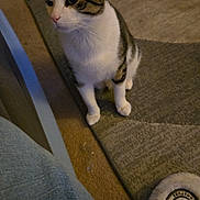 Patchy is registered to the contest to win money with this photo: animal, carpet, cat, cozy, curious, cute, domestic, feline, floor, home, indoor, jeans, looking_up, paw, pet, resting, sitting, slipper, tabby, white_fur