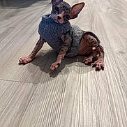 Mio joined the competition — help win amazing prizes! sphynx_cat, hairless_cat, cat, pet, indoor, floor, wooden_floor, gray_sweater, knitted_sweater, animal, curious, ears, wrinkled_skin, looking_at_camera, cute, small_pet, domestic_cat, feline, resting, cozy